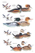 Birds of Cuba, 2nd ed. - Kirkconnell,A. & Garrido,O.H. 2024
